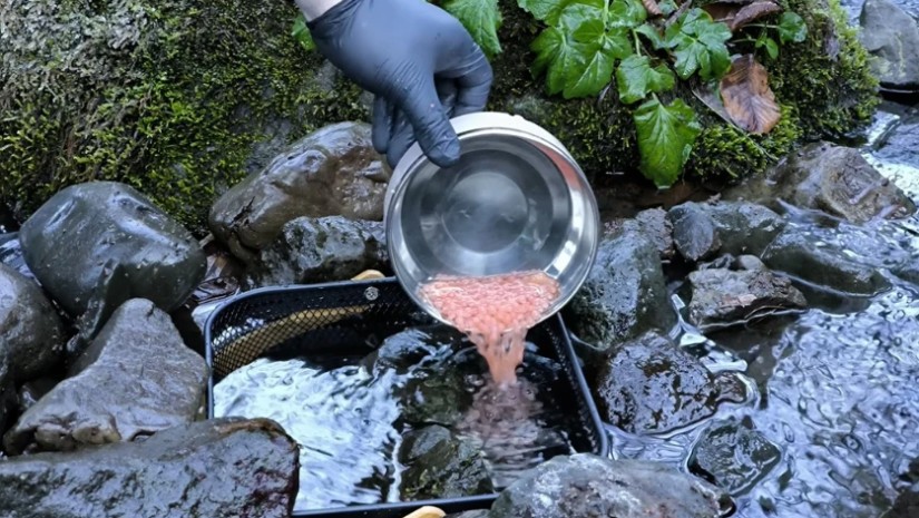 ზემო იმერეთის მდინარეები ნაკადულის კალმახის ქვირითით დათევზიანდა