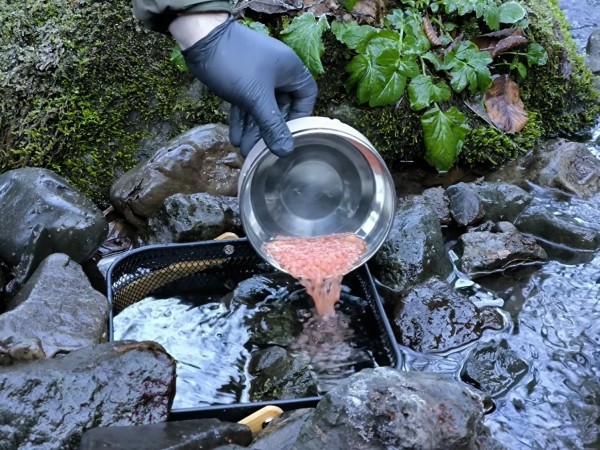  ზემო იმერეთის მდინარეები  ნაკადულის კალმახის ქვირითით დათევზიანდა