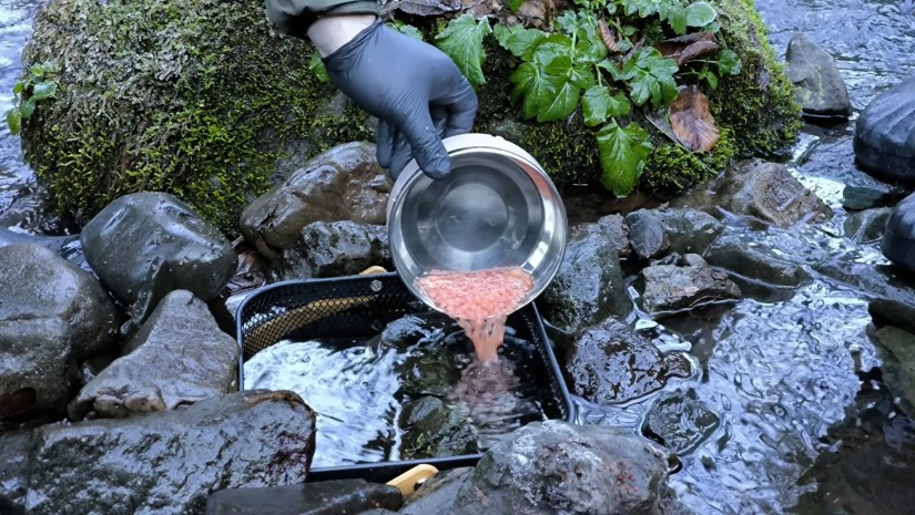  ზემო იმერეთის მდინარეები  ნაკადულის კალმახის ქვირითით დათევზიანდა