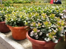 ყვავილი