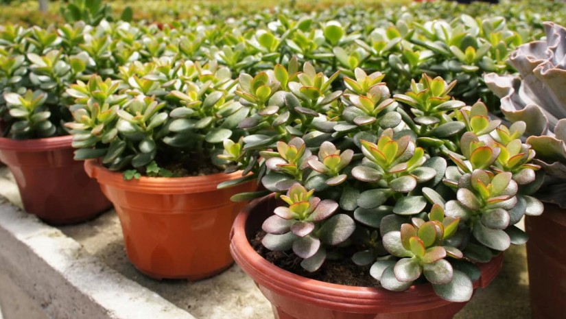 ყვავილი