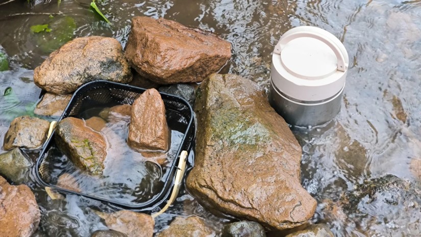 დათევზიანება