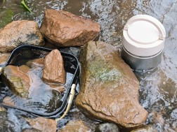 ჩოხატაურის მუნიციპალიტეტის მდინარეების  შენაკადები ნაკადულის კალმახის ქვირითით დათევზიანდა