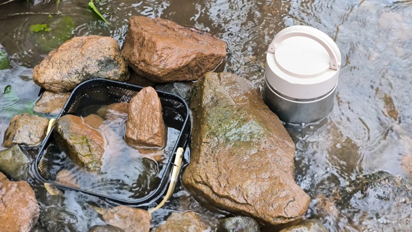 ჩოხატაურის მუნიციპალიტეტის მდინარეების  შენაკადები ნაკადულის კალმახის ქვირითით დათევზიანდა