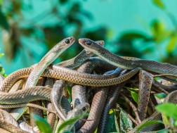 გველები