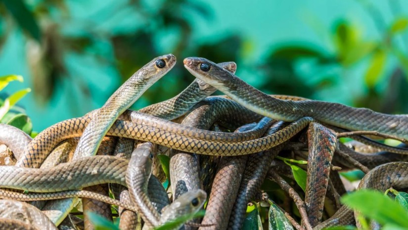 გველები