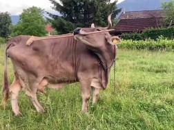 ძროხა ვერონიკა