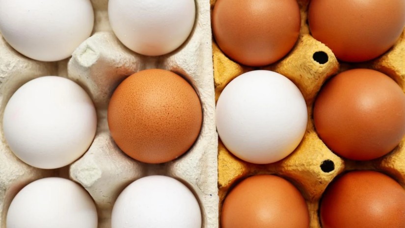 კვერცხი