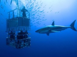 ხელის თხოვნა წყლის ქვეშ