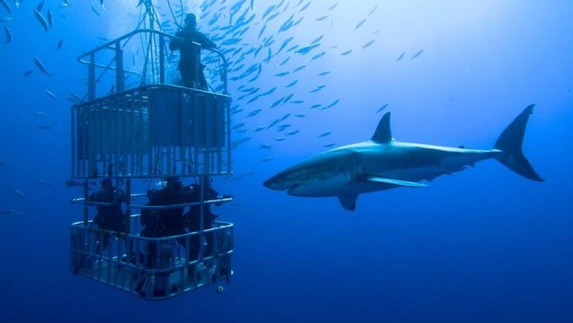 ხელის თხოვნა წყლის ქვეშ