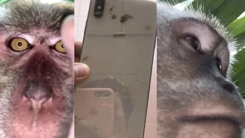 მაიმუნი