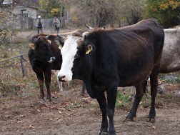 საქონელი საქონელი