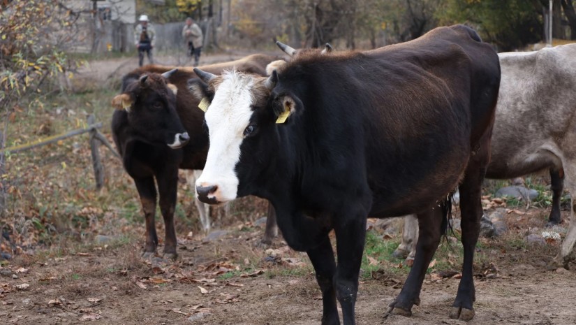 საქონელი