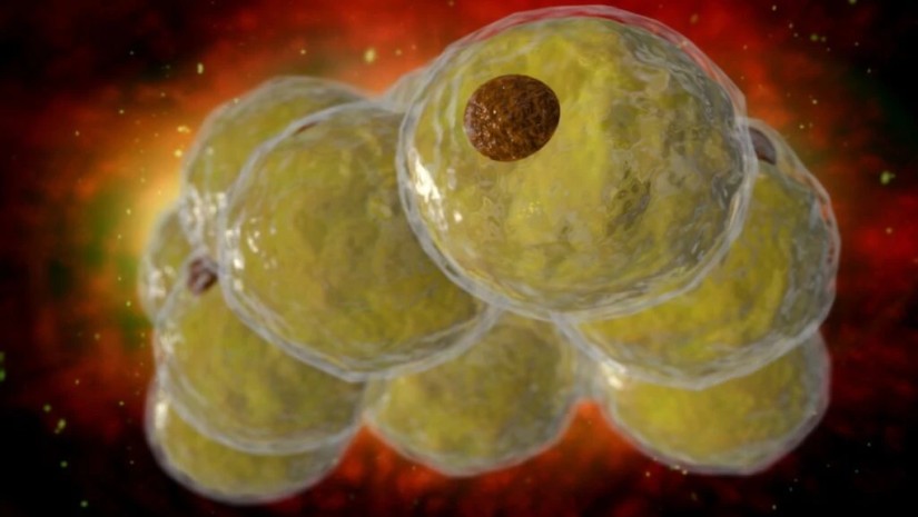 ცხიმოვანი უჯრედები