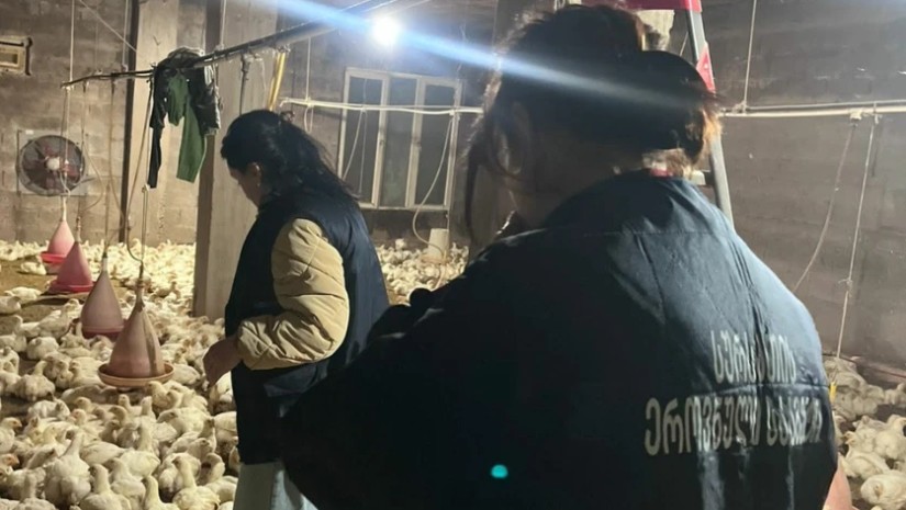 ფრინველის არალეგალური სასაკლაოები