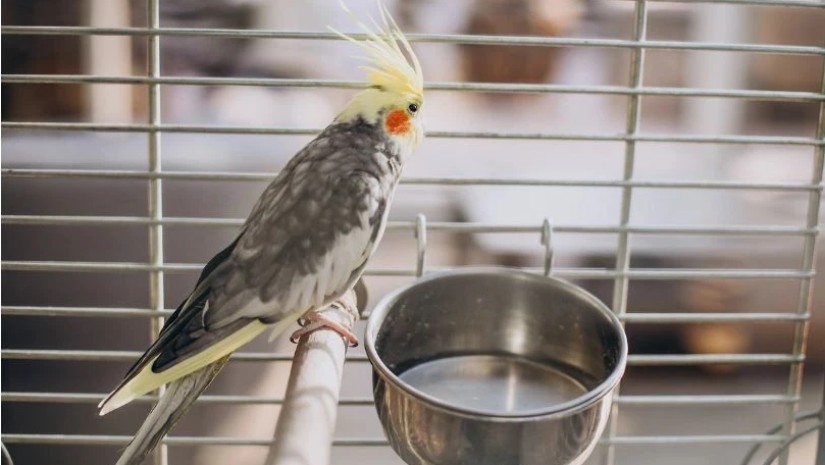 თუთიყუში