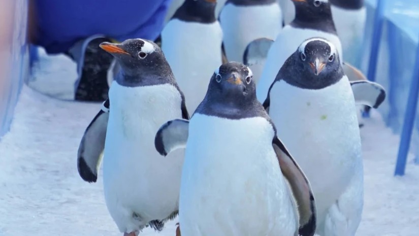 პინგვინები