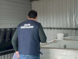 სურსათის სააგენტო