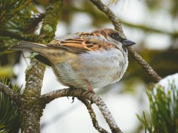 ცივი ამინდი