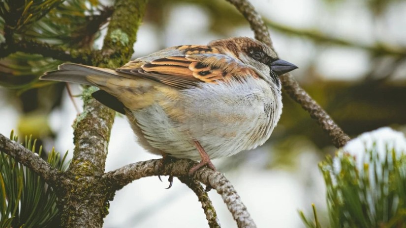 ცივი ამინდი