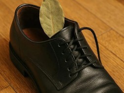 დაფნა ფეხსაცმელში