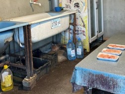 სასაკლაო სასაკლაო