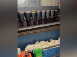 სოფელ კარალეთში ფრინველთა ორი არალეგალური სასაკლაო გამოვლინდა სოფელ კარალეთში ფრინველთა ორი არალეგალური სასაკლაო გამოვლინდა