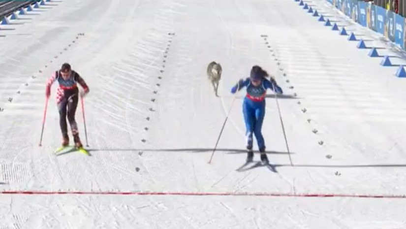 ტეზეროს სათხილამურო ტრასაზე ძაღლი შეიჭრა