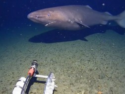 ზვიგენი