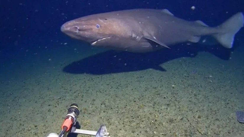 ზვიგენი