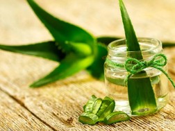 ალოე ალოე