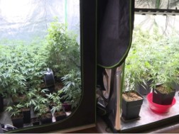 კუსტარული ნარკოლაბორატორია