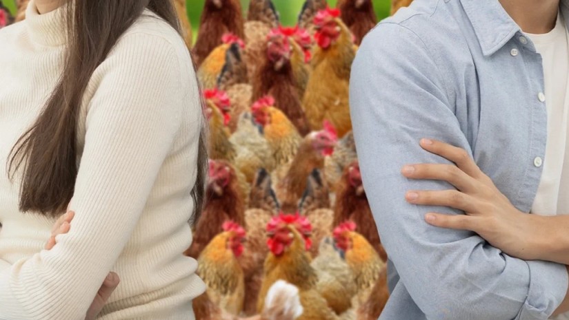 ქათმები