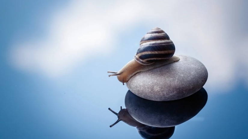 ლოკოკინა