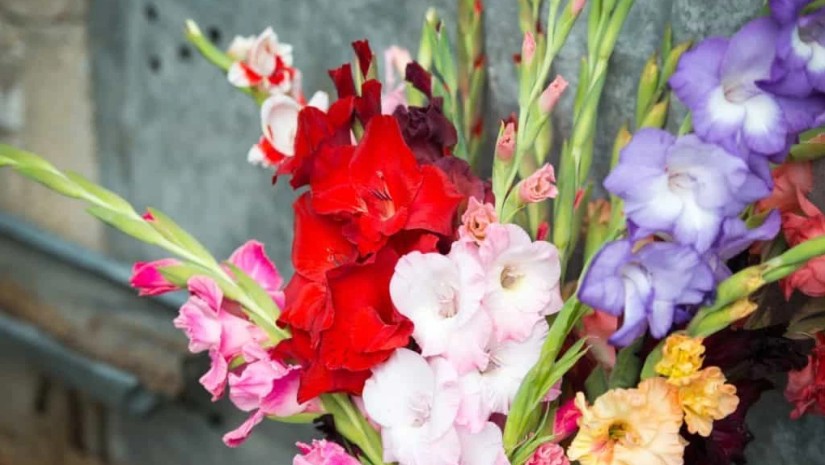 ყვავილი