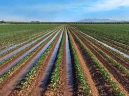 სარწყავი წყალი