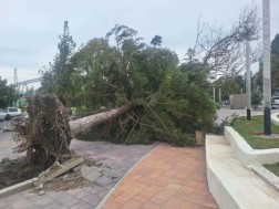 სამტრედია სამტრედია