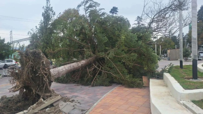 სამტრედია