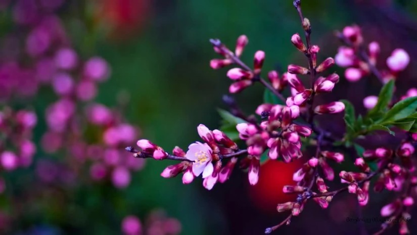 გაზაფხულის ამინდი