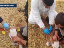 დედოფლისწყარო