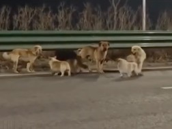 ძაღლები