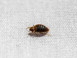 საწოლის ბაღლინჯო