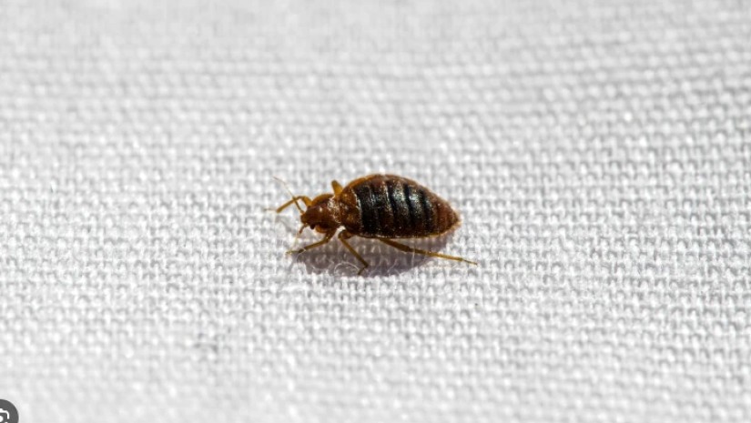 საწოლის ბაღლინჯო