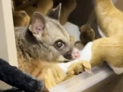 ოპოსუმი