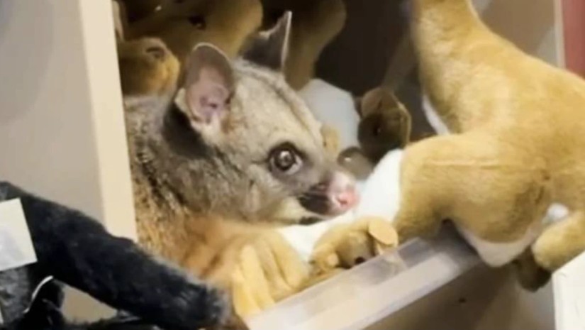 ოპოსუმი