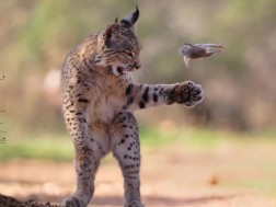 ველური ბუნების საერთაშორისო ფოტოკონკურსი