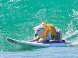 სერფერი ცუგა