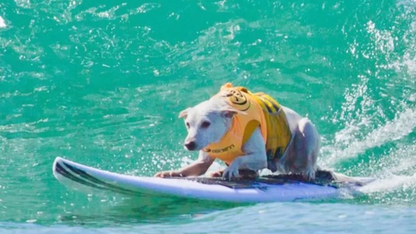 სერფერი ცუგა