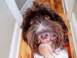 ცუგა სესილი