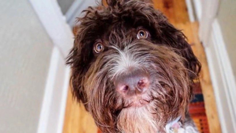 ცუგა სესილი